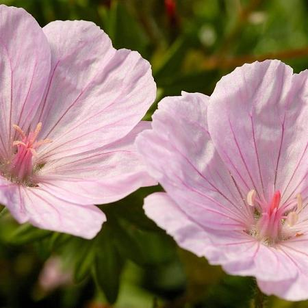 Geranium sang. 'Apfelblute' Pot 9 cm