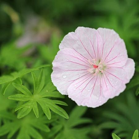 Geranium sang. 'Apfelblute' Pot 9 cm