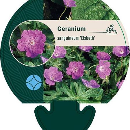 Geranium sang. 'Elsbeth' Pot 9 cm