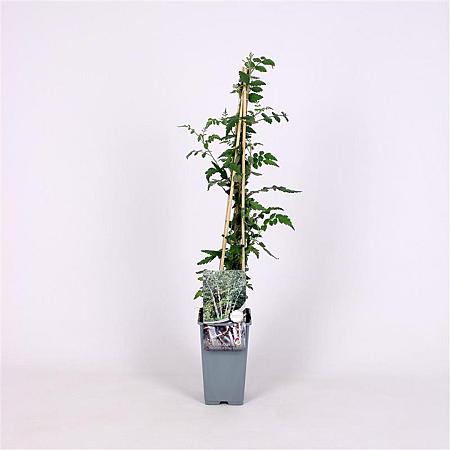 Rubus thibetanus 'Silver Fern' Pot 2 Liter