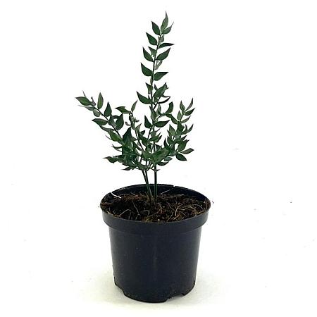 Ruscus aculeatus Pot 1,5 liter