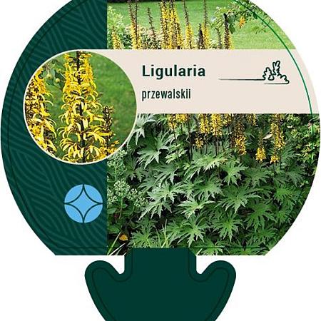 Ligularia przewalskii Pot 9 cm