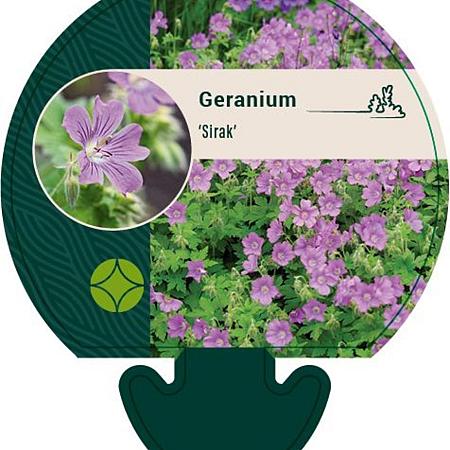 Geranium 'Sirak' Pot 9 cm