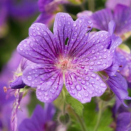 Geranium 'Sirak' Pot 9 cm