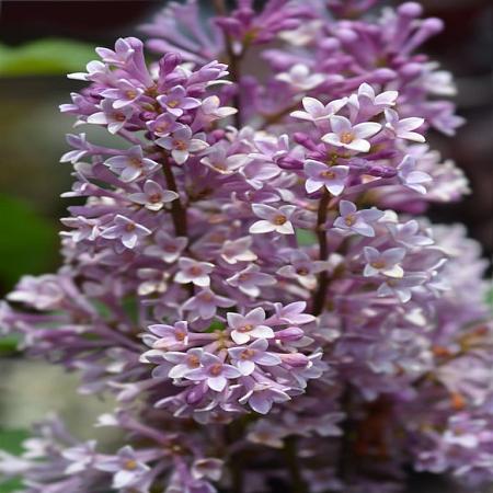 Syringa hyac. 'Esther Staley' Pot 12 liter 100 - 125 cm