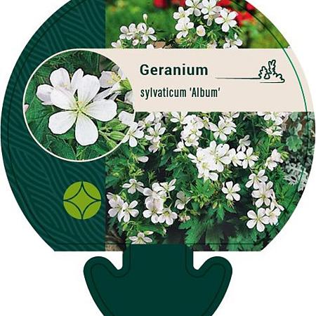 Geranium sylv. 'Album' Pot 9 cm