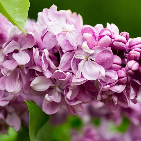 Syringa v. 'Katherine Havemeyer' Pot 7,5 Liter 80 - 100 cm