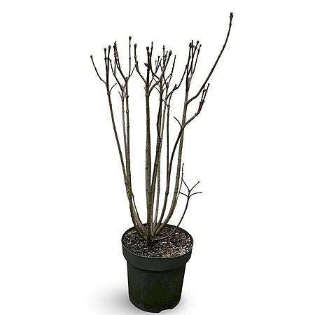 Syringa v. 'Michel Buchner' Pot 12 liter 80 - 100 cm