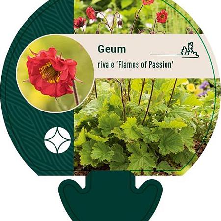 Geum rivale 'Flames of Passion' Pot 9 cm