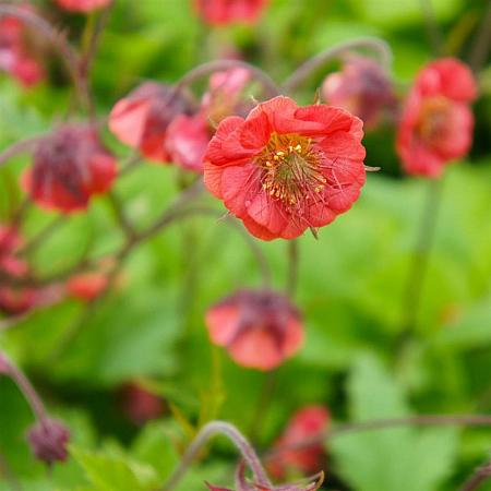Geum rivale 'Flames of Passion' Pot 9 cm