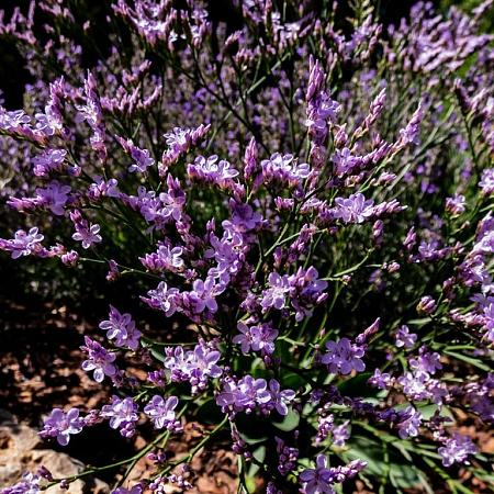 Limonium latifolium Pot 9 cm
