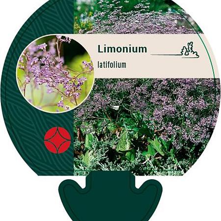 Limonium latifolium Pot 9 cm