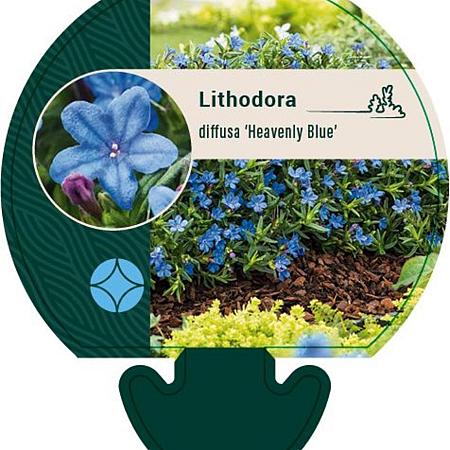 Glandora d. 'Heavenly Blue' Pot 9 cm