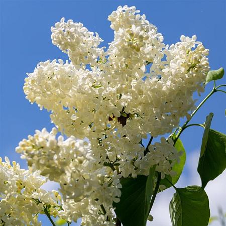 Syringa v. 'Primrose' Pot 5 Liter 60 - 80 cm
