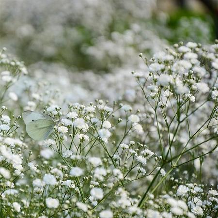 Gypsophila pan. 'Schneeflocke' Pot 9 cm