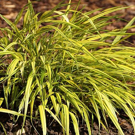 Hakonechloa macra 'All Gold' Pot 9 cm