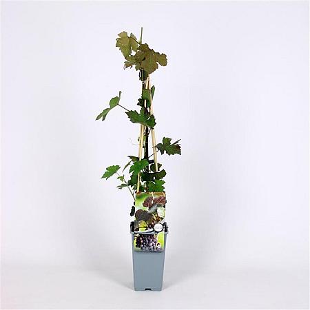 Vitis vinifera 'Purpurea' Pot 2 Liter