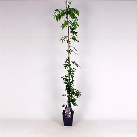 Wisteria floribunda 'Rosea' Pot 5 Liter 150 - 175 cm