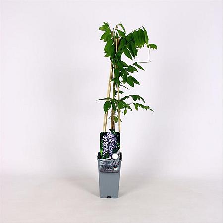 Wisteria flor. 'Domino' Pot 2 Liter
