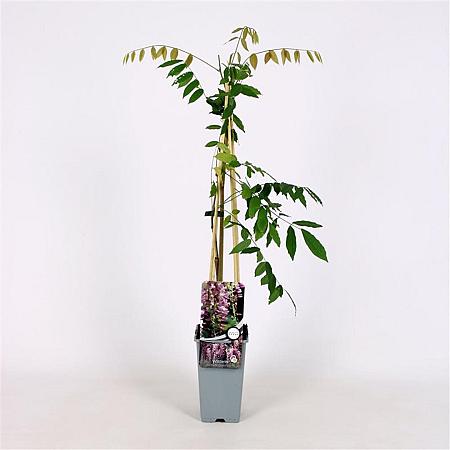 Wisteria flor. 'Honbeni' Pot 2 Liter
