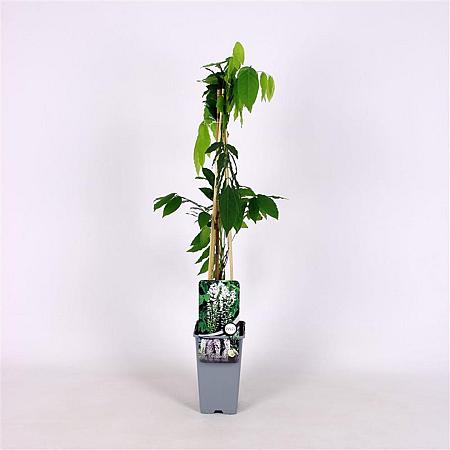 Wisteria flor. 'Shiro-noda' Pot 2 Liter