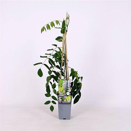 Wisteria macrostachya 'Blue Moon' Pot 2 Liter