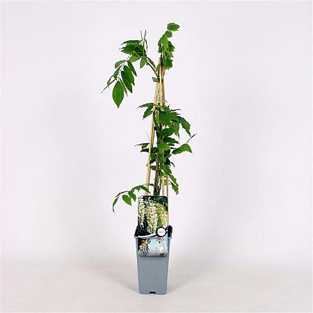 Wisteria sinensis 'Alba' Pot 2 Liter