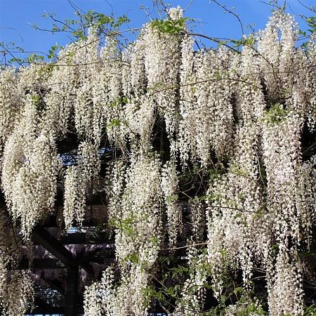 Wisteria sinensis 'Alba' Pot 2 Liter80 - 100 cm