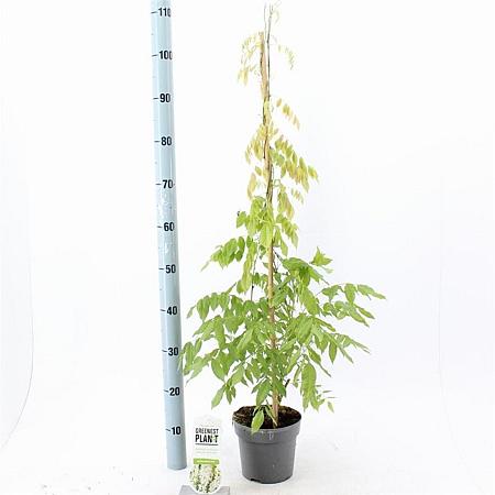 Wisteria sinensis 'Alba' Pot 2 Liter80 - 100 cm