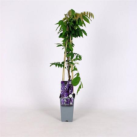 Wisteria sinensis 'Caroline' Pot 2 Liter