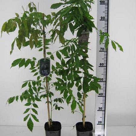 Wisteria sinensis 'Prolific' Pot 2 Liter80 - 100 cm