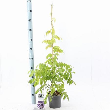 Wisteria sinensis 'Prolific' Pot 2 Liter80 - 100 cm