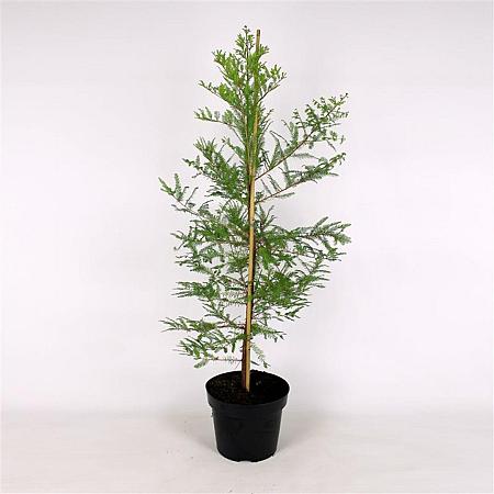 Taxodium distichum Pot 12 liter 125 - 150 cm