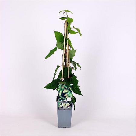 Actinidia a. 'Bayern' Pot 2 Liter