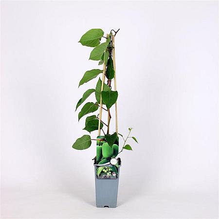 Actinidia a. 'Geneva' Pot 2 Liter