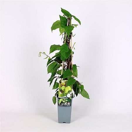 Actinidia a. 'Jumbo' Pot 2 Liter