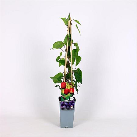 Actinidia a. 'Ken's Red' Pot 2 Liter
