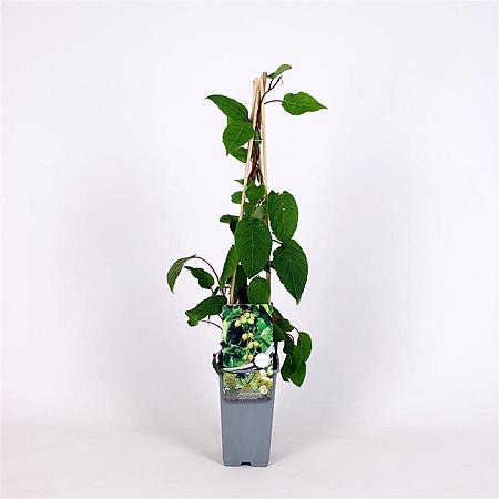 Actinidia a. 'Weiki' Pot 2 Liter