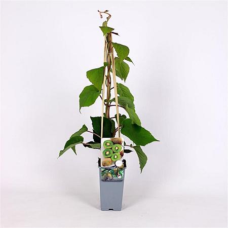 Actinidia deliciosa 'Boskoop' Pot 2 Liter