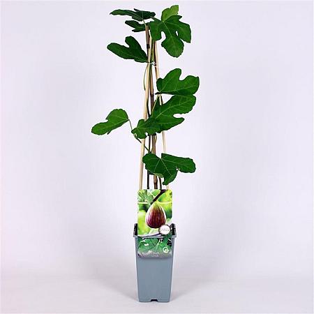 Ficus carica Pot 2 Liter