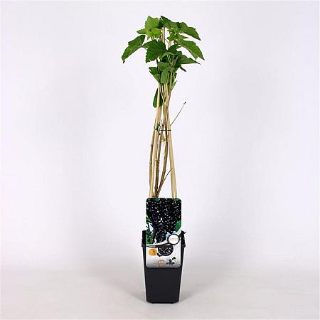 Ribes nigr. 'Titania' Pot 2 Liter