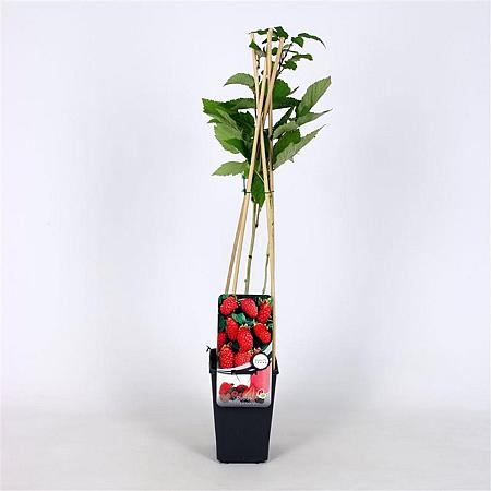 Rubus log. Loganberry Pot 2 Liter