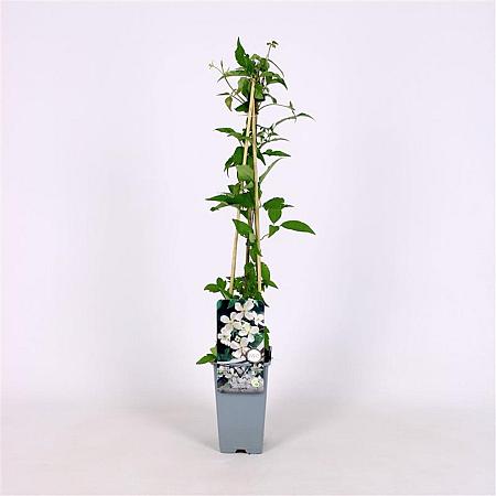 Clematis mont. 'Alba' Pot 2 Liter