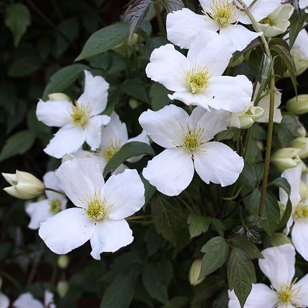 Clematis mont. 'Alba' Pot 2 Liter