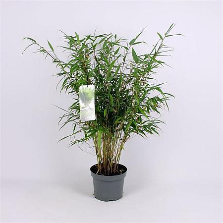 Fargesia robusta 'Pingwu' Pot 5 Liter 60 - 80 cm
