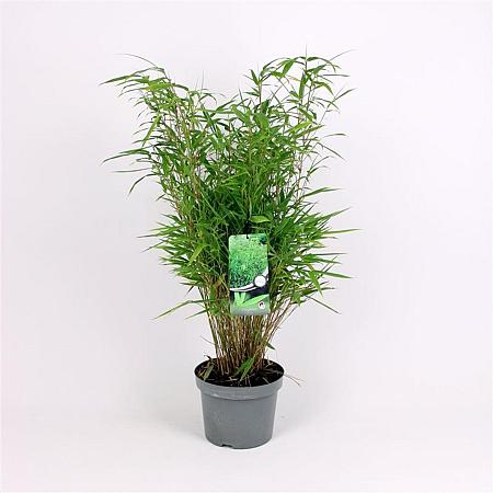 Fargesia rufa Pot 7,5 Liter 60 - 80 cm