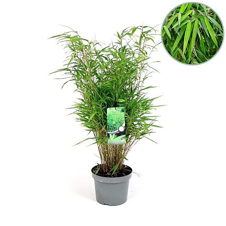 Fargesia rufa Pot 5 Liter 100 - 125 cm