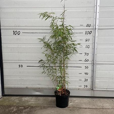 Fargesia scabrida 'Asian Wonder' Pot 5 Liter 60 - 80 cm