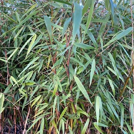 Fargesia scabrida 'Asian Wonder' Pot 5 Liter 60 - 80 cm