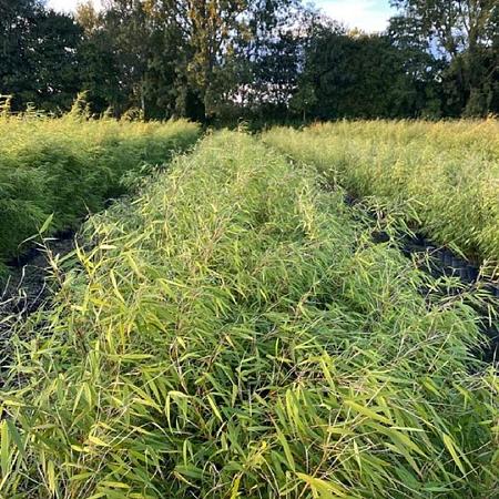 Fargesia scabrida 'Asian Wonder' Pot 5 Liter 60 - 80 cm